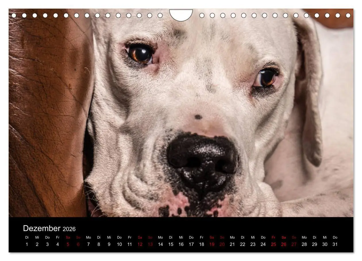 Bild: 9783457867228 | DOGO ARGENTINO (Wandkalender 2026 DIN A4 quer), CALVENDO...