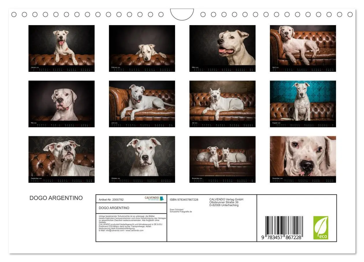Bild: 9783457867228 | DOGO ARGENTINO (Wandkalender 2026 DIN A4 quer), CALVENDO...