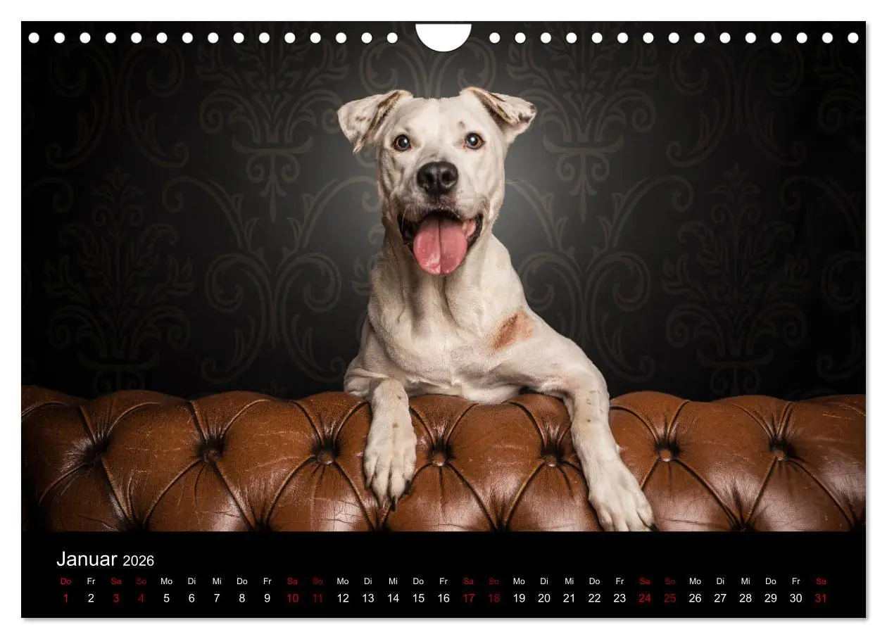 Bild: 9783457867228 | DOGO ARGENTINO (Wandkalender 2026 DIN A4 quer), CALVENDO...