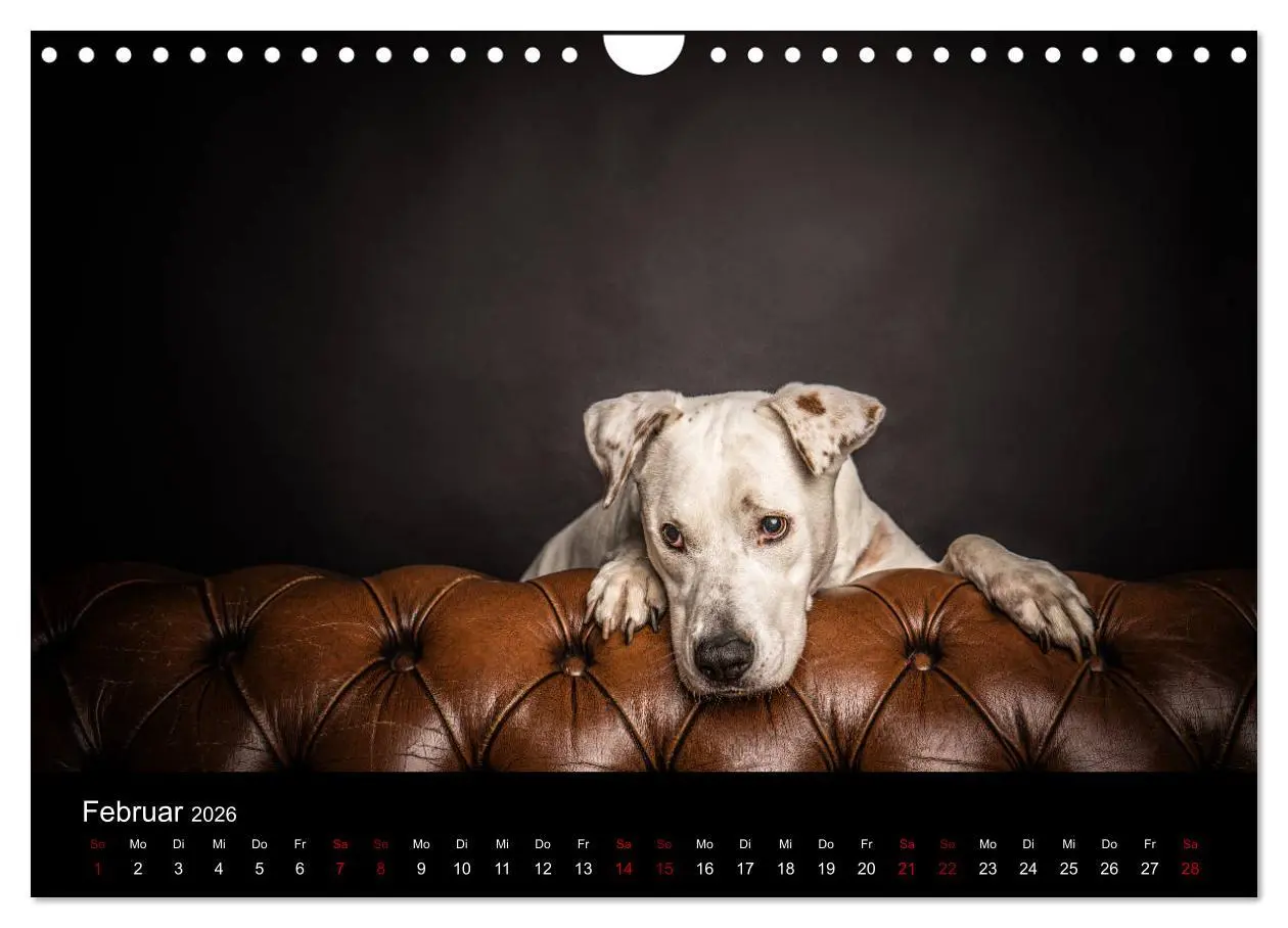 Bild: 9783457867228 | DOGO ARGENTINO (Wandkalender 2026 DIN A4 quer), CALVENDO...
