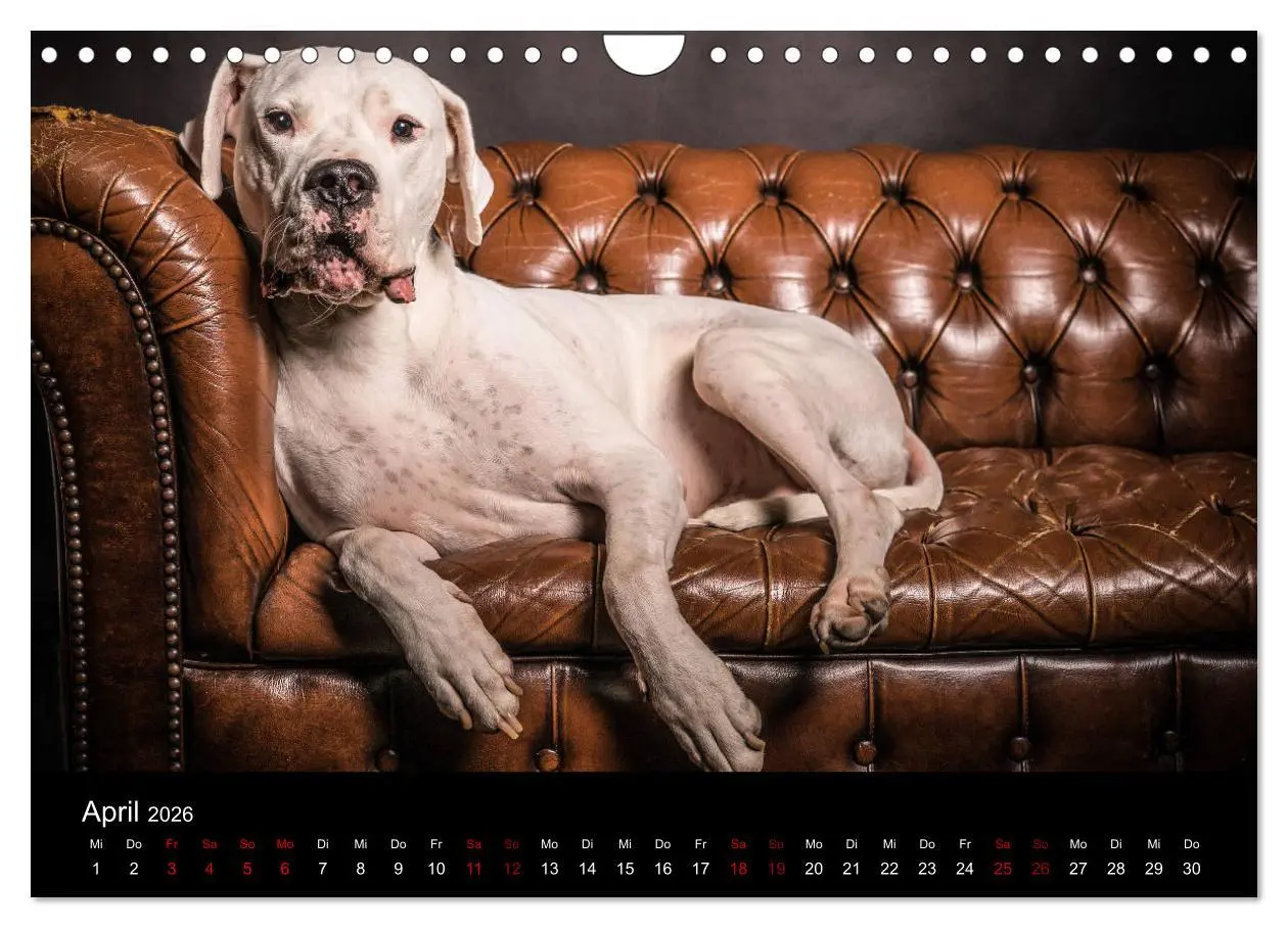 Bild: 9783457867228 | DOGO ARGENTINO (Wandkalender 2026 DIN A4 quer), CALVENDO...