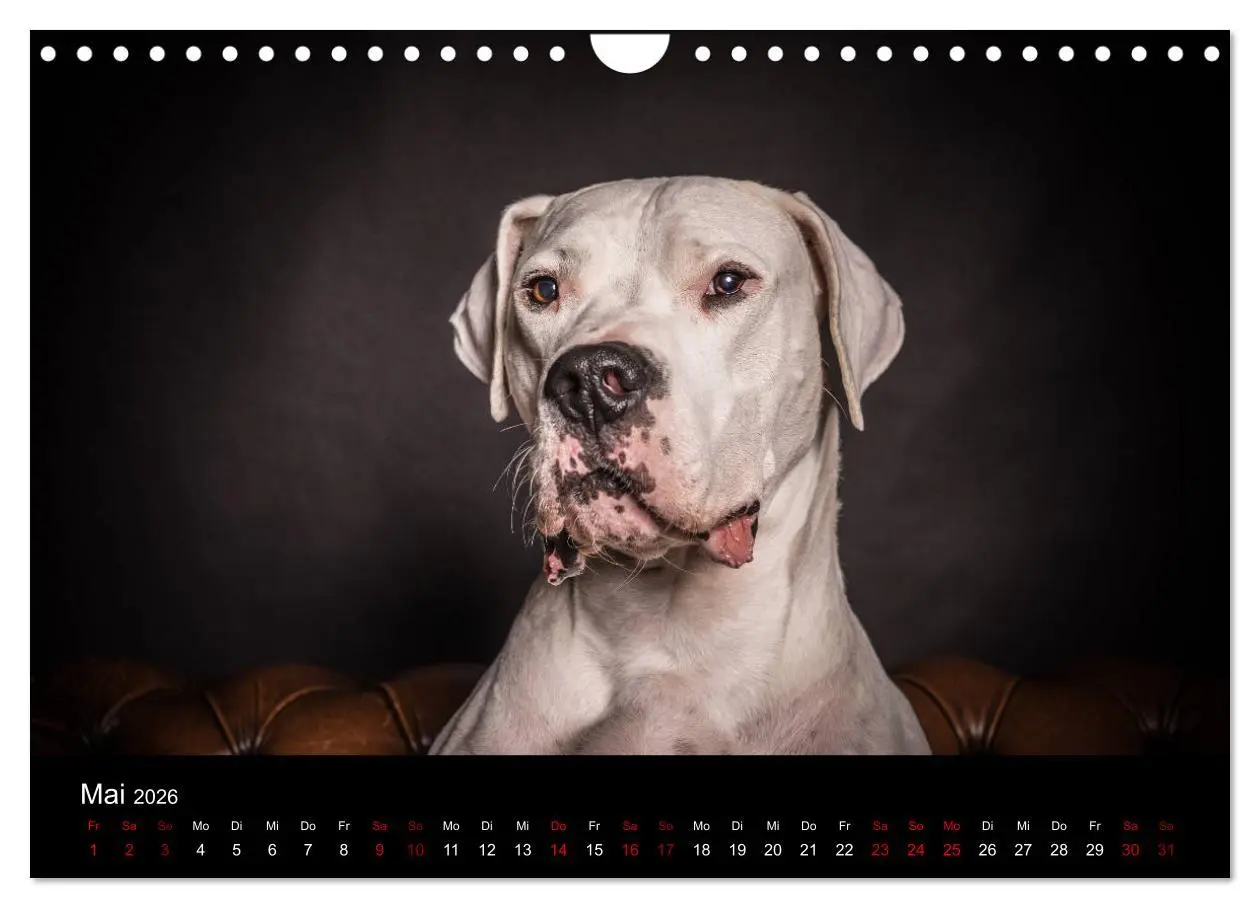 Bild: 9783457867228 | DOGO ARGENTINO (Wandkalender 2026 DIN A4 quer), CALVENDO...