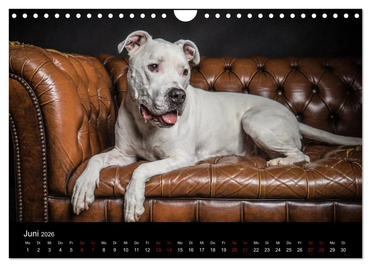 Bild: 9783457867228 | DOGO ARGENTINO (Wandkalender 2026 DIN A4 quer), CALVENDO...