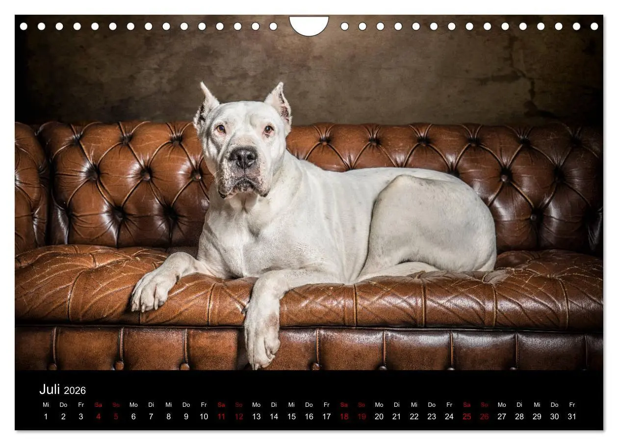 Bild: 9783457867228 | DOGO ARGENTINO (Wandkalender 2026 DIN A4 quer), CALVENDO...