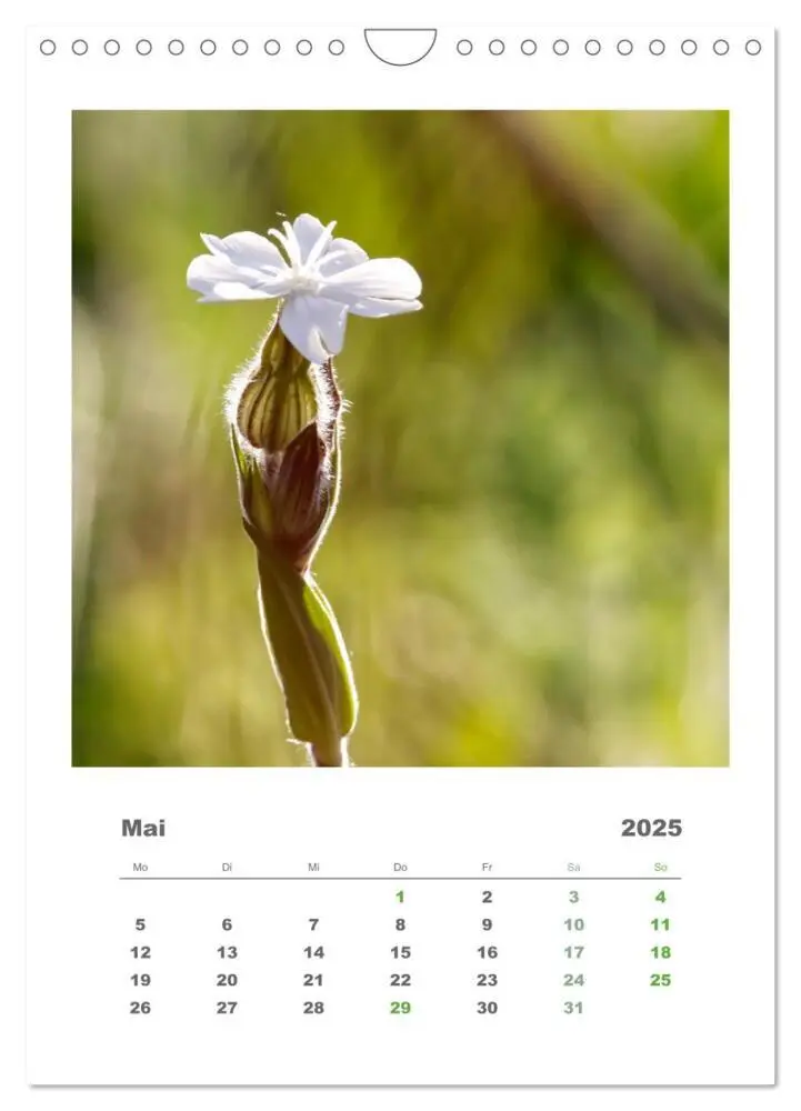 Bild: 9783435907328 | Minimalistisch, Gräser, Blüten, Blätter und Zweige im Fokus...