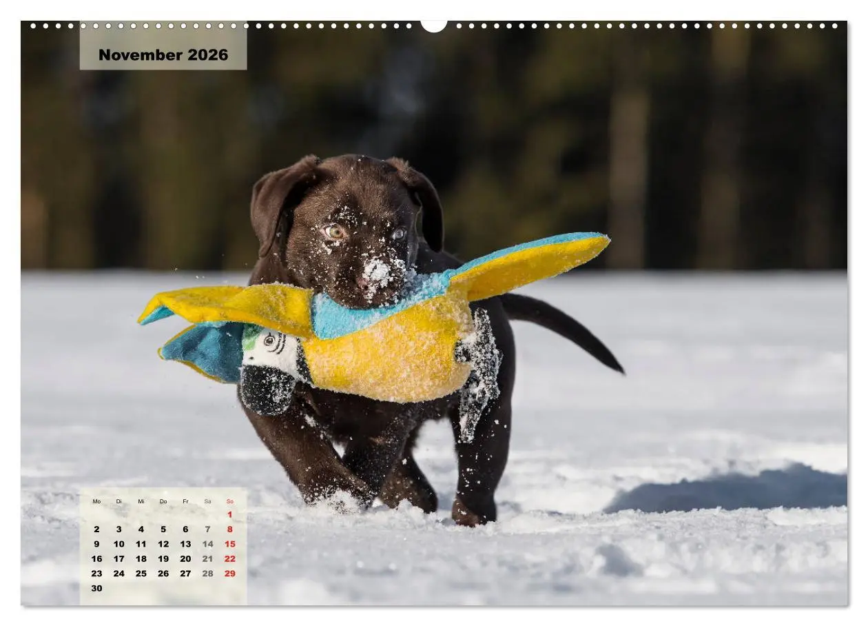 Bild: 9783516187328 | Welpenspaß (hochwertiger Premium Wandkalender 2026 DIN A2 quer),...
