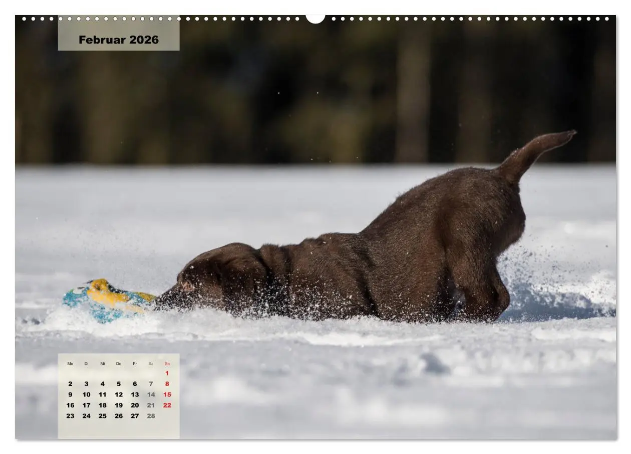 Bild: 9783516187328 | Welpenspaß (hochwertiger Premium Wandkalender 2026 DIN A2 quer),...