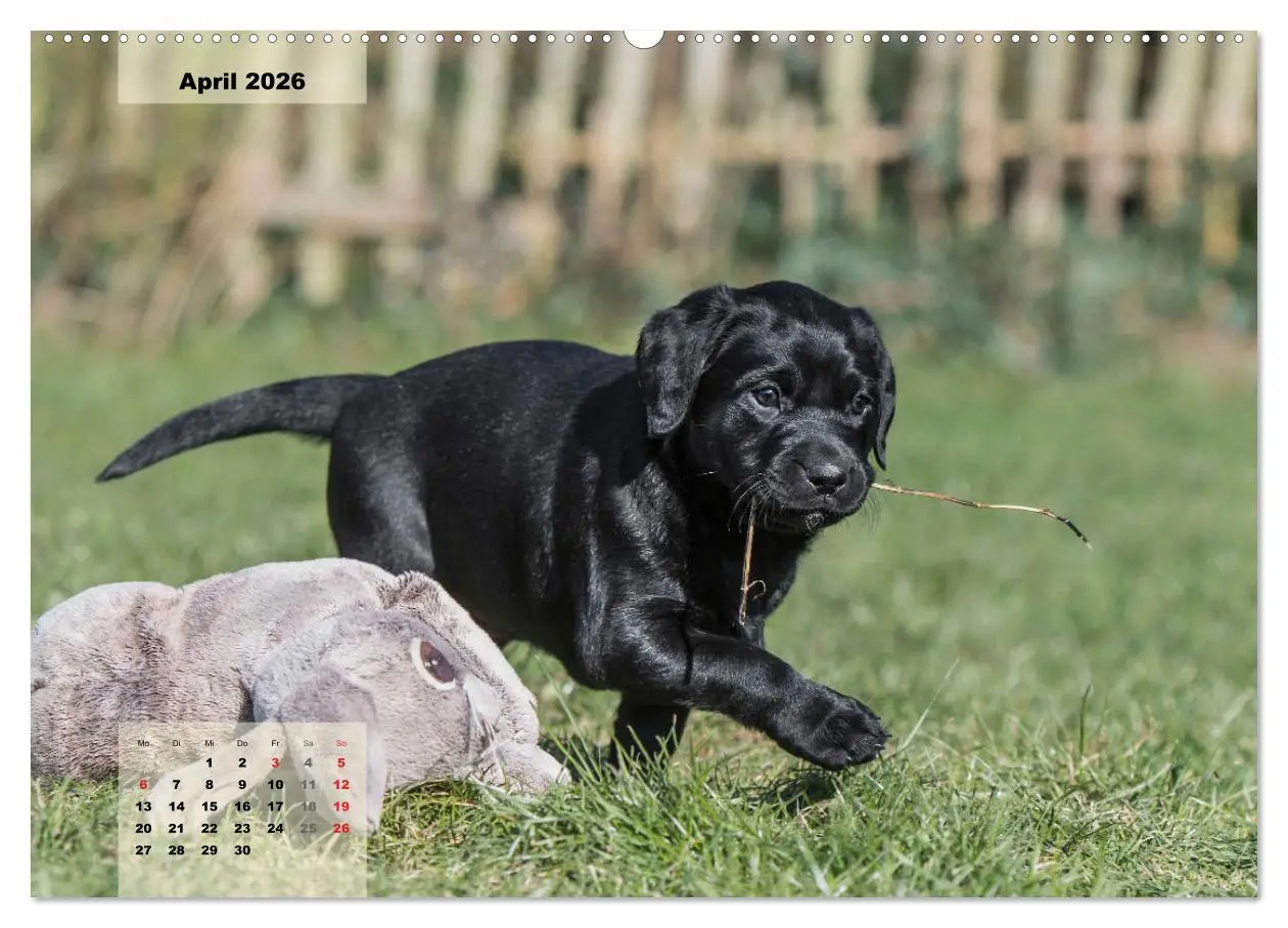Bild: 9783516187328 | Welpenspaß (hochwertiger Premium Wandkalender 2026 DIN A2 quer),...