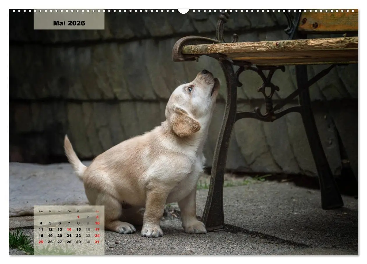 Bild: 9783516187328 | Welpenspaß (hochwertiger Premium Wandkalender 2026 DIN A2 quer),...