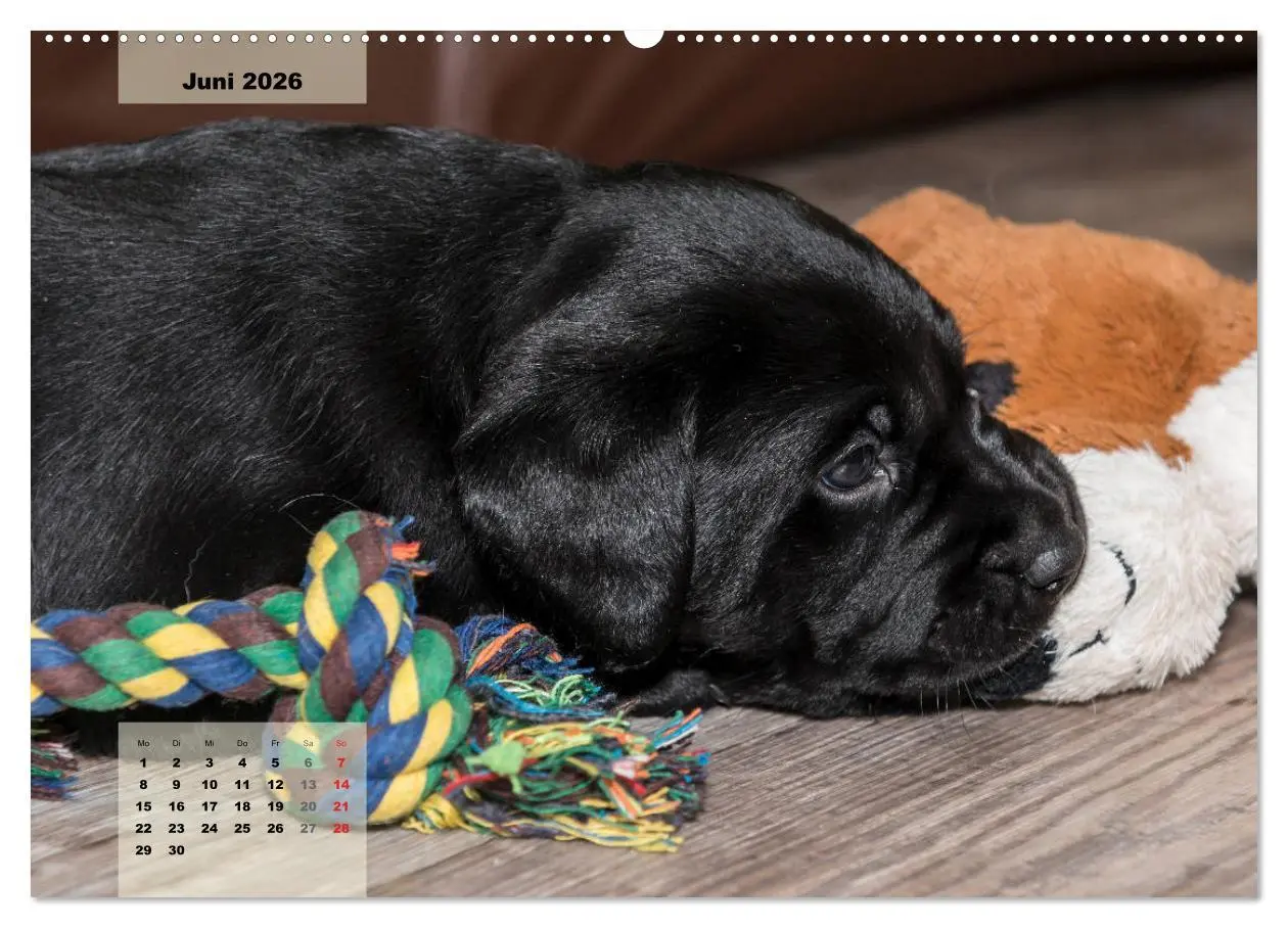 Bild: 9783516187328 | Welpenspaß (hochwertiger Premium Wandkalender 2026 DIN A2 quer),...