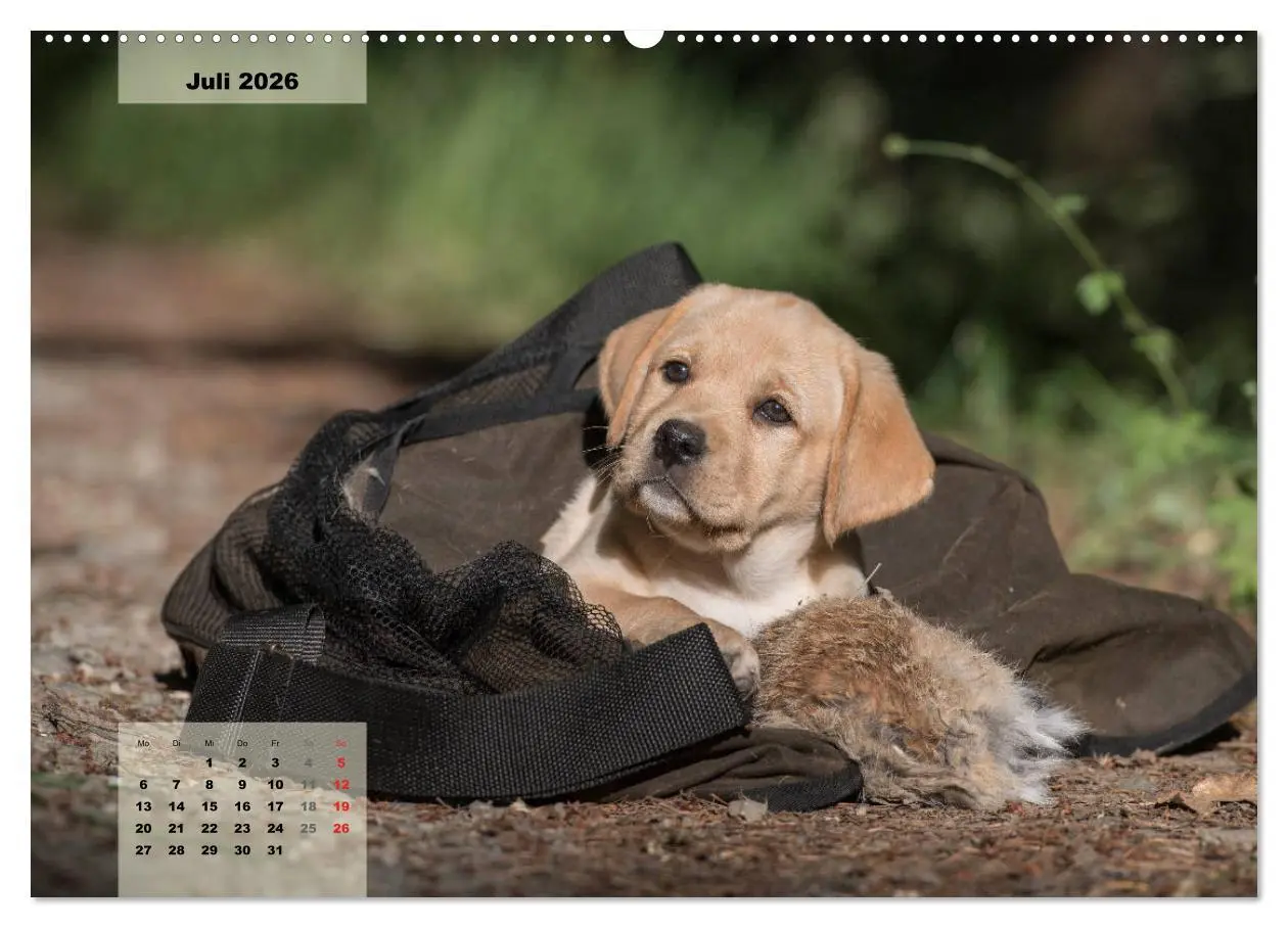 Bild: 9783516187328 | Welpenspaß (hochwertiger Premium Wandkalender 2026 DIN A2 quer),...
