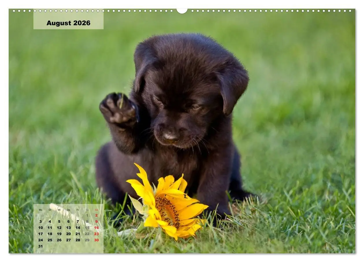 Bild: 9783516187328 | Welpenspaß (hochwertiger Premium Wandkalender 2026 DIN A2 quer),...