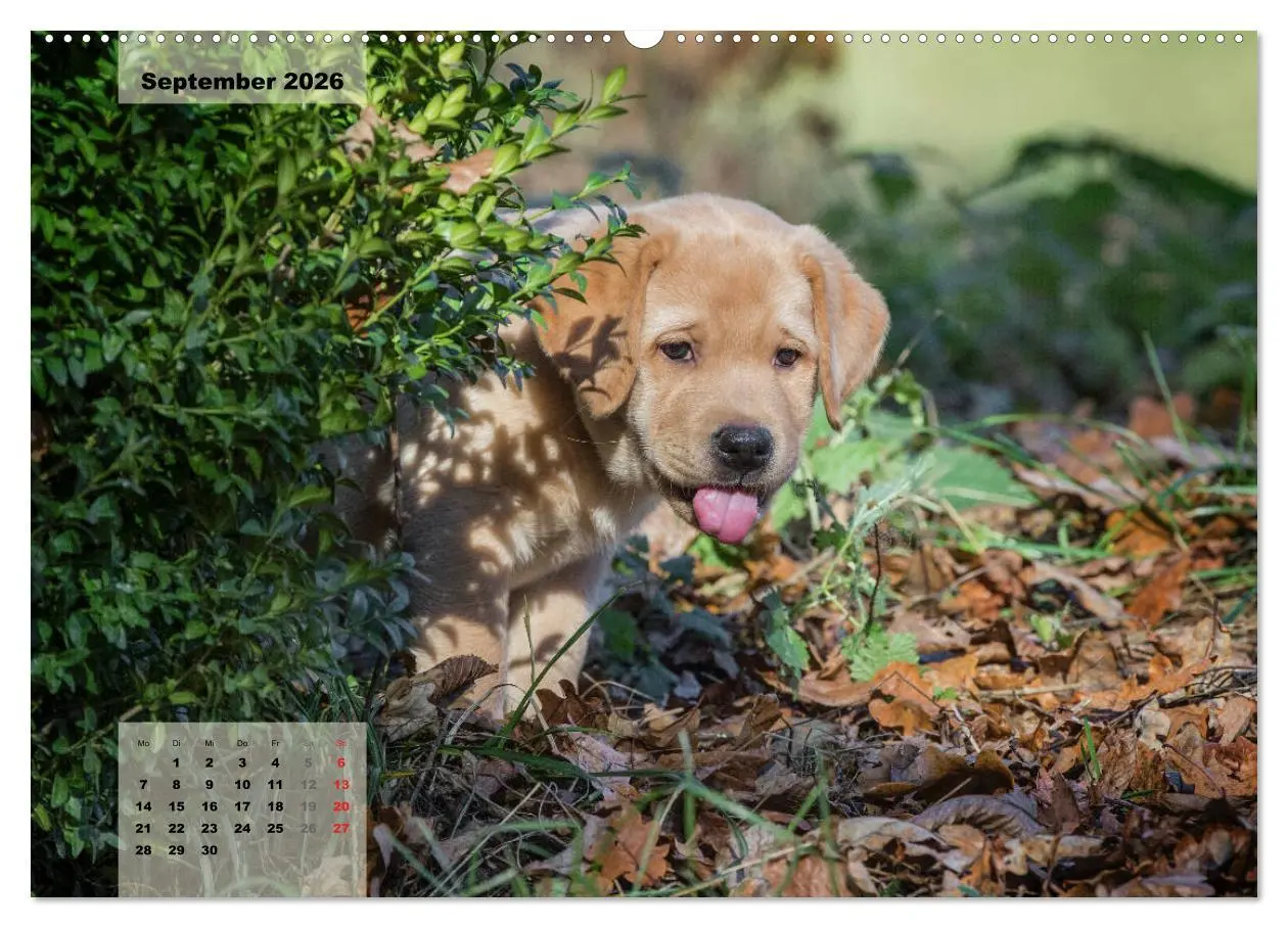 Bild: 9783516187328 | Welpenspaß (hochwertiger Premium Wandkalender 2026 DIN A2 quer),...