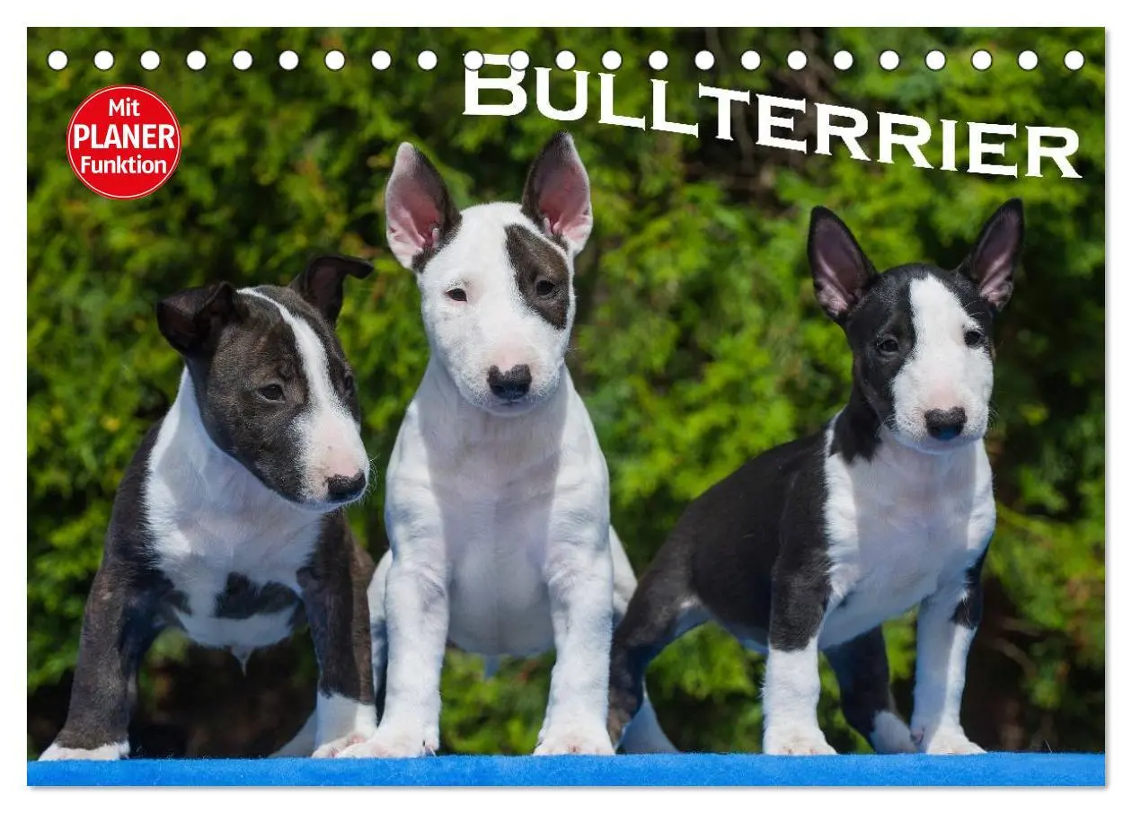 Cover: 9783516007428 | Bullterrier (Tischkalender 2026 DIN A5 quer), CALVENDO Monatskalender