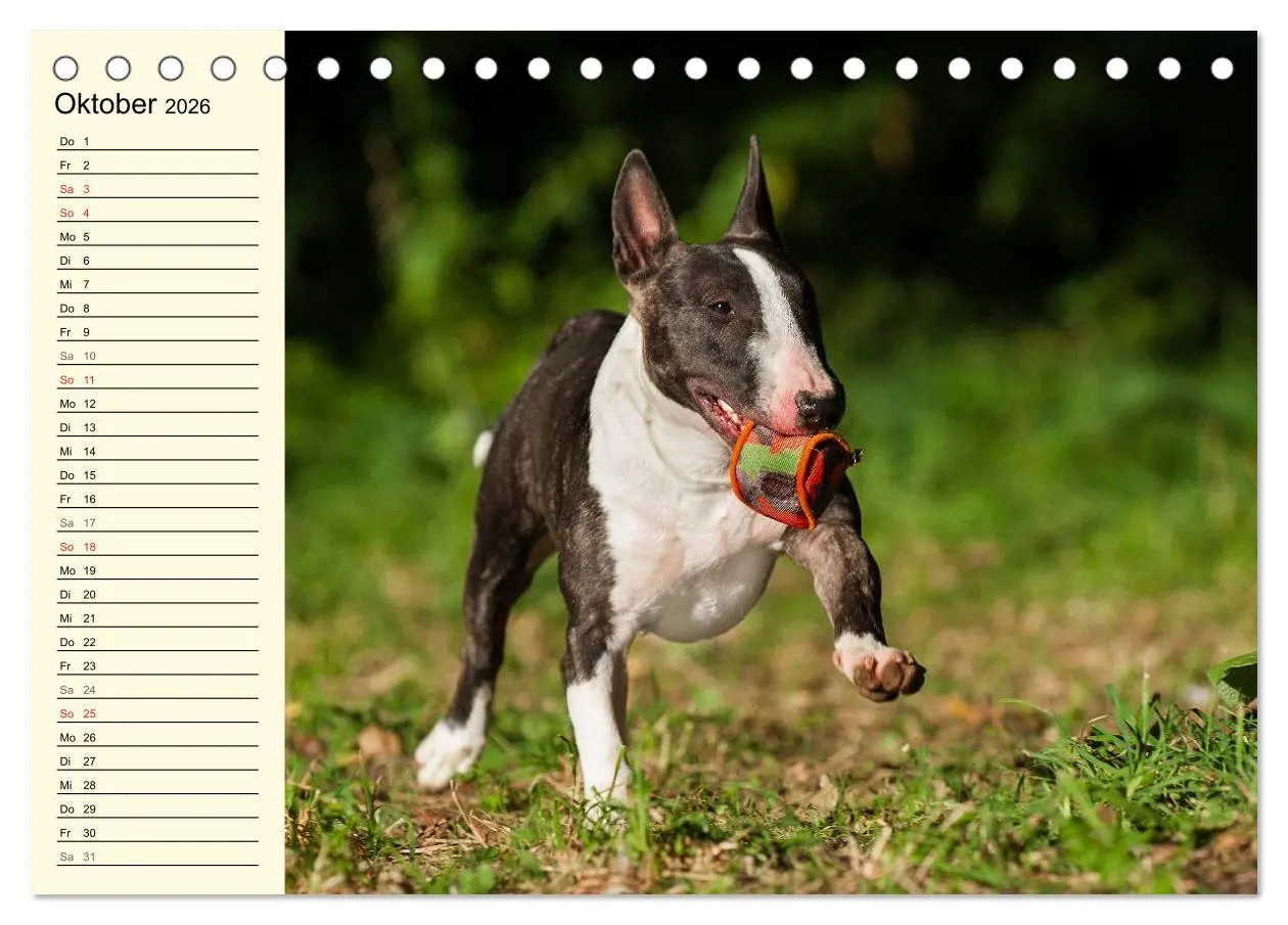 Bild: 9783516007428 | Bullterrier (Tischkalender 2026 DIN A5 quer), CALVENDO Monatskalender