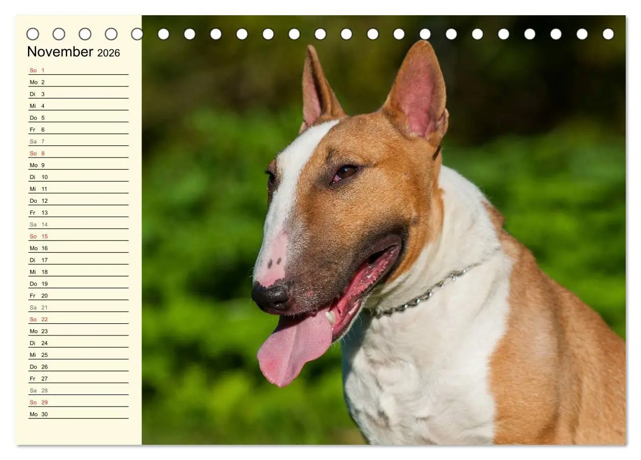 Bild: 9783516007428 | Bullterrier (Tischkalender 2026 DIN A5 quer), CALVENDO Monatskalender