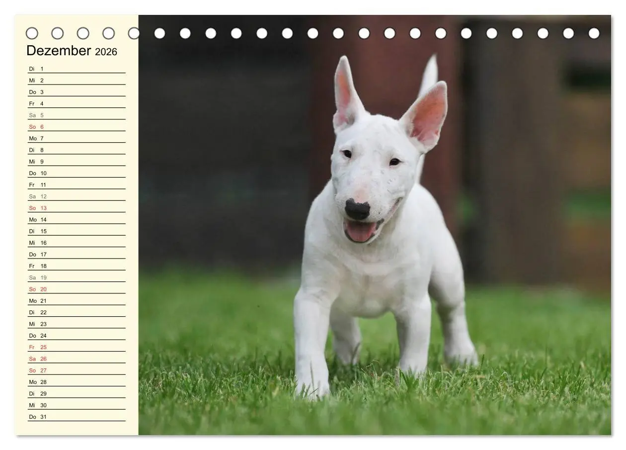 Bild: 9783516007428 | Bullterrier (Tischkalender 2026 DIN A5 quer), CALVENDO Monatskalender