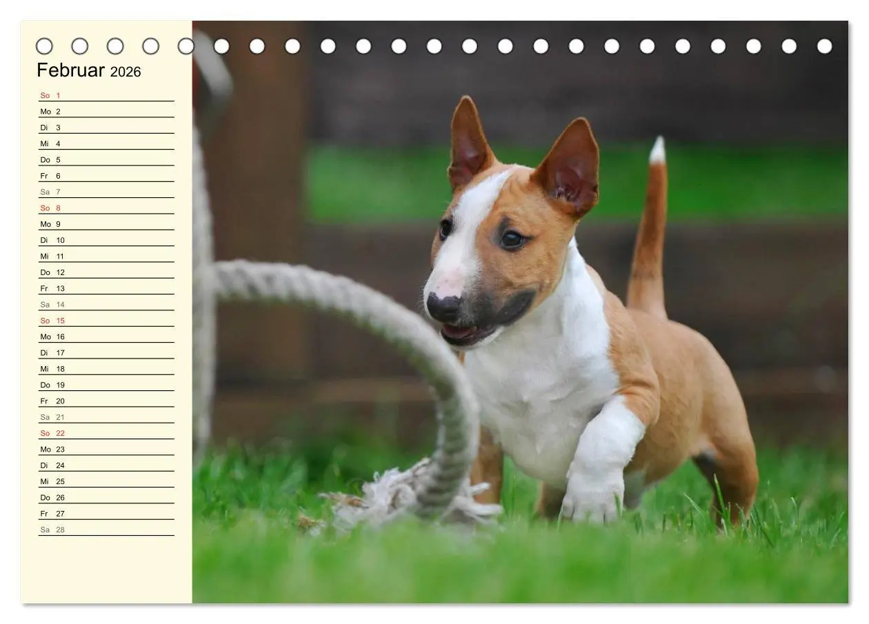 Bild: 9783516007428 | Bullterrier (Tischkalender 2026 DIN A5 quer), CALVENDO Monatskalender