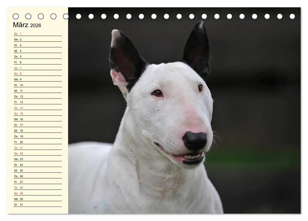 Bild: 9783516007428 | Bullterrier (Tischkalender 2026 DIN A5 quer), CALVENDO Monatskalender