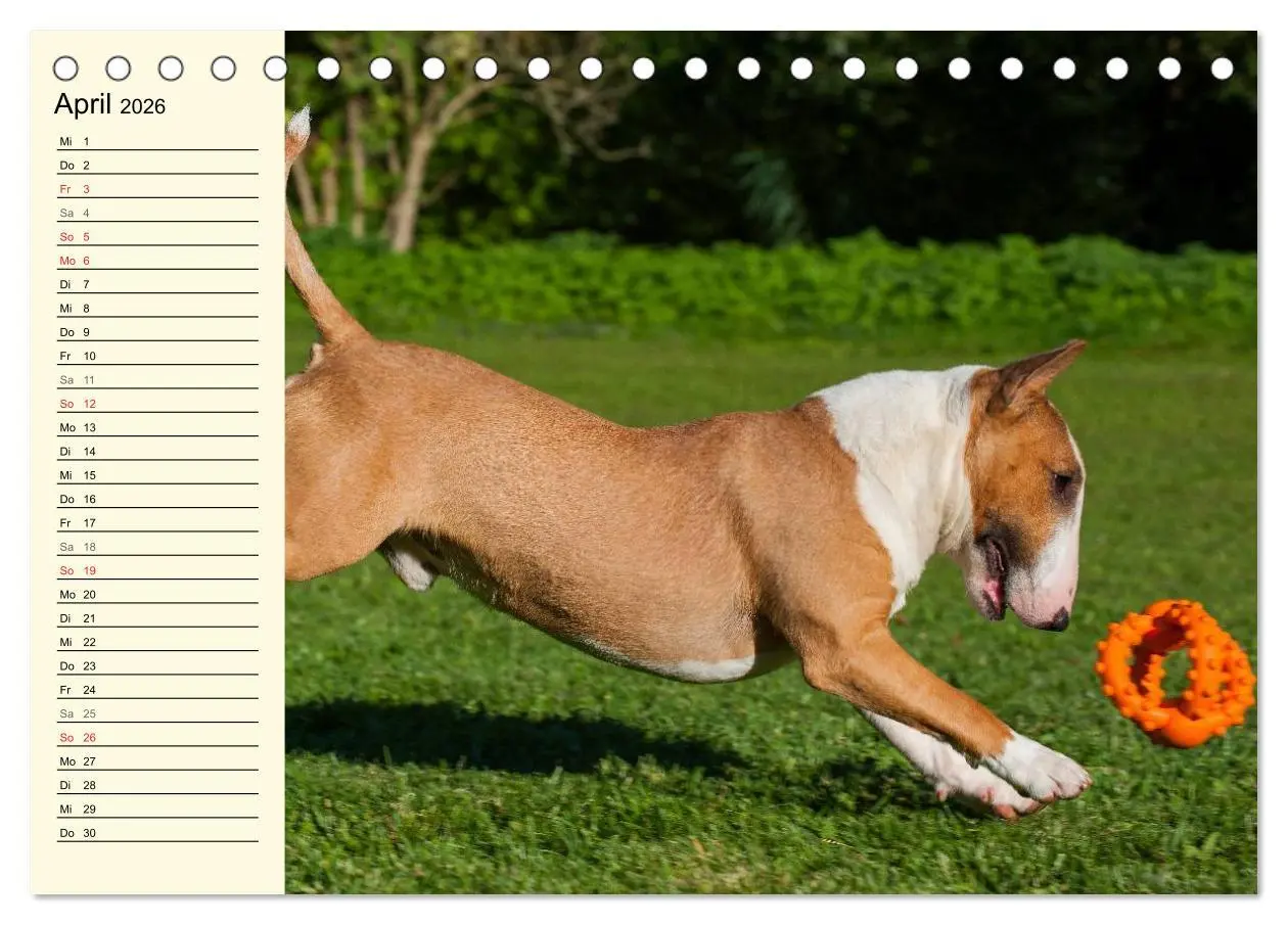 Bild: 9783516007428 | Bullterrier (Tischkalender 2026 DIN A5 quer), CALVENDO Monatskalender