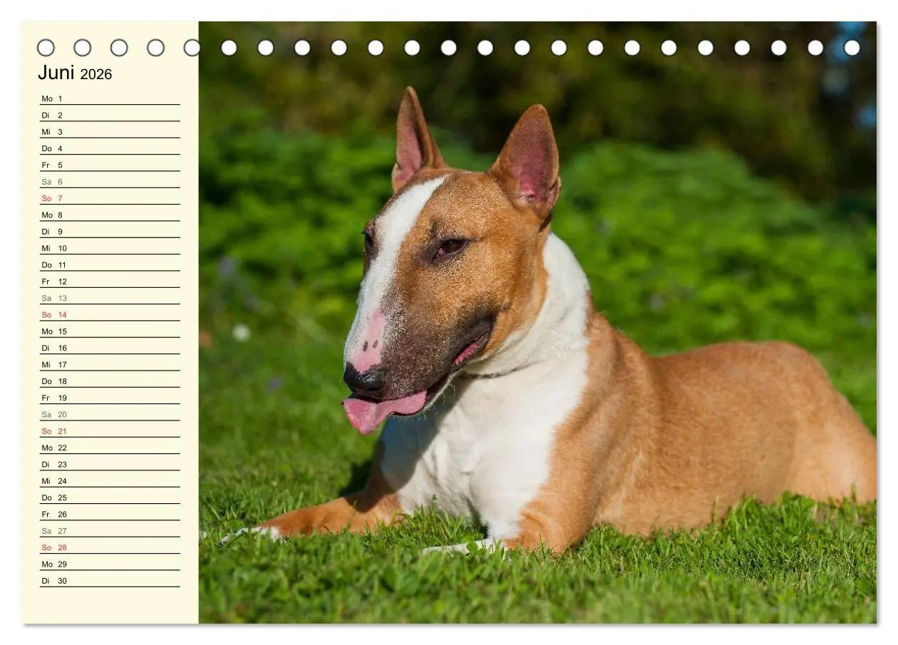 Bild: 9783516007428 | Bullterrier (Tischkalender 2026 DIN A5 quer), CALVENDO Monatskalender