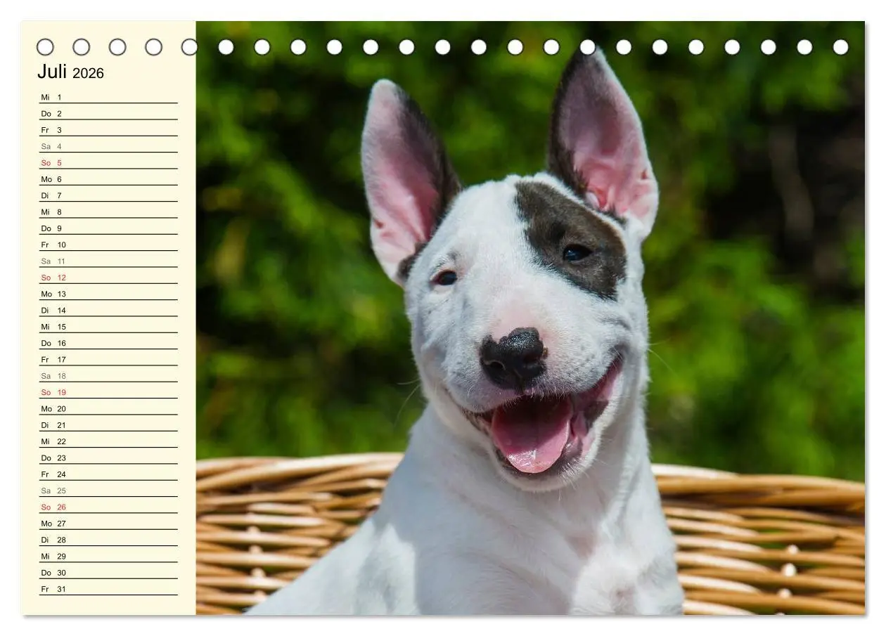 Bild: 9783516007428 | Bullterrier (Tischkalender 2026 DIN A5 quer), CALVENDO Monatskalender