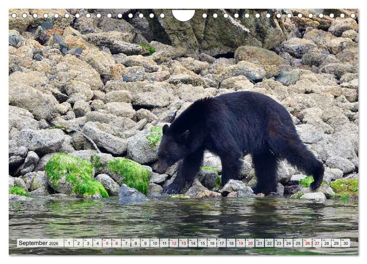 Bild: 9783457907528 | Faszination Vancouver Island (Wandkalender 2026 DIN A4 quer),...