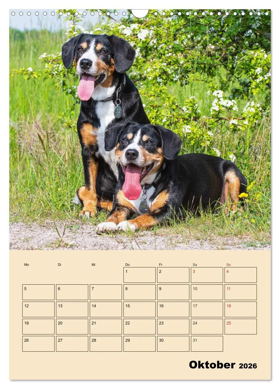 Bild: 9783516387728 | Jahresplaner Entlebucher Sennenhund (Wandkalender 2026 DIN A3...