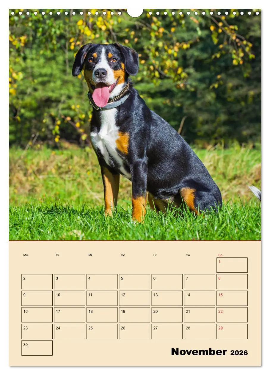 Bild: 9783516387728 | Jahresplaner Entlebucher Sennenhund (Wandkalender 2026 DIN A3...