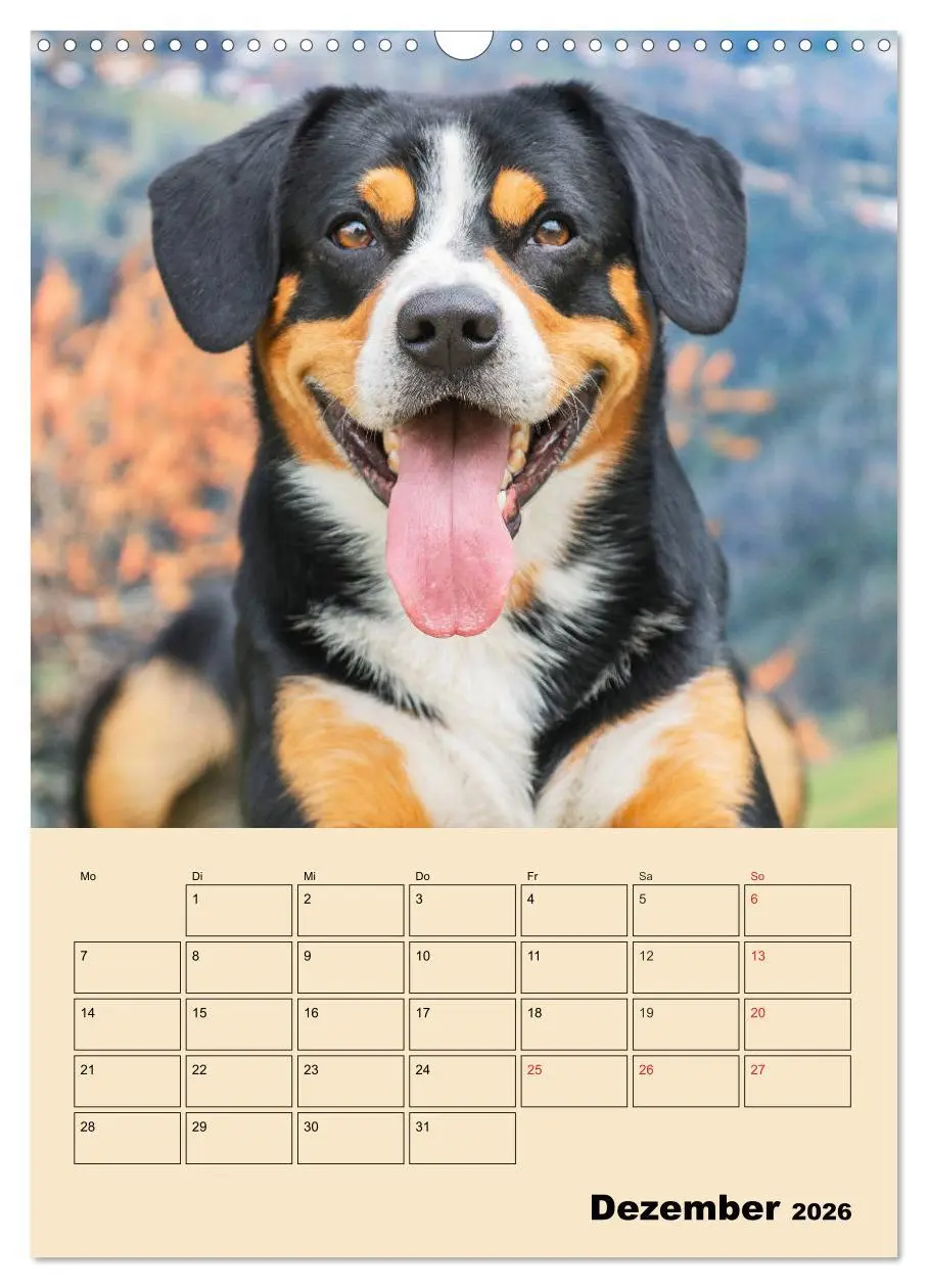 Bild: 9783516387728 | Jahresplaner Entlebucher Sennenhund (Wandkalender 2026 DIN A3...