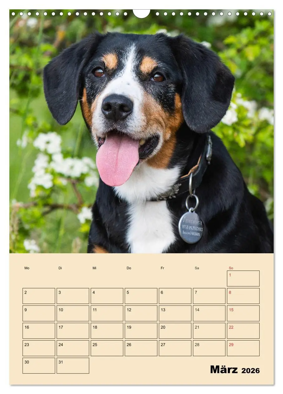 Bild: 9783516387728 | Jahresplaner Entlebucher Sennenhund (Wandkalender 2026 DIN A3...