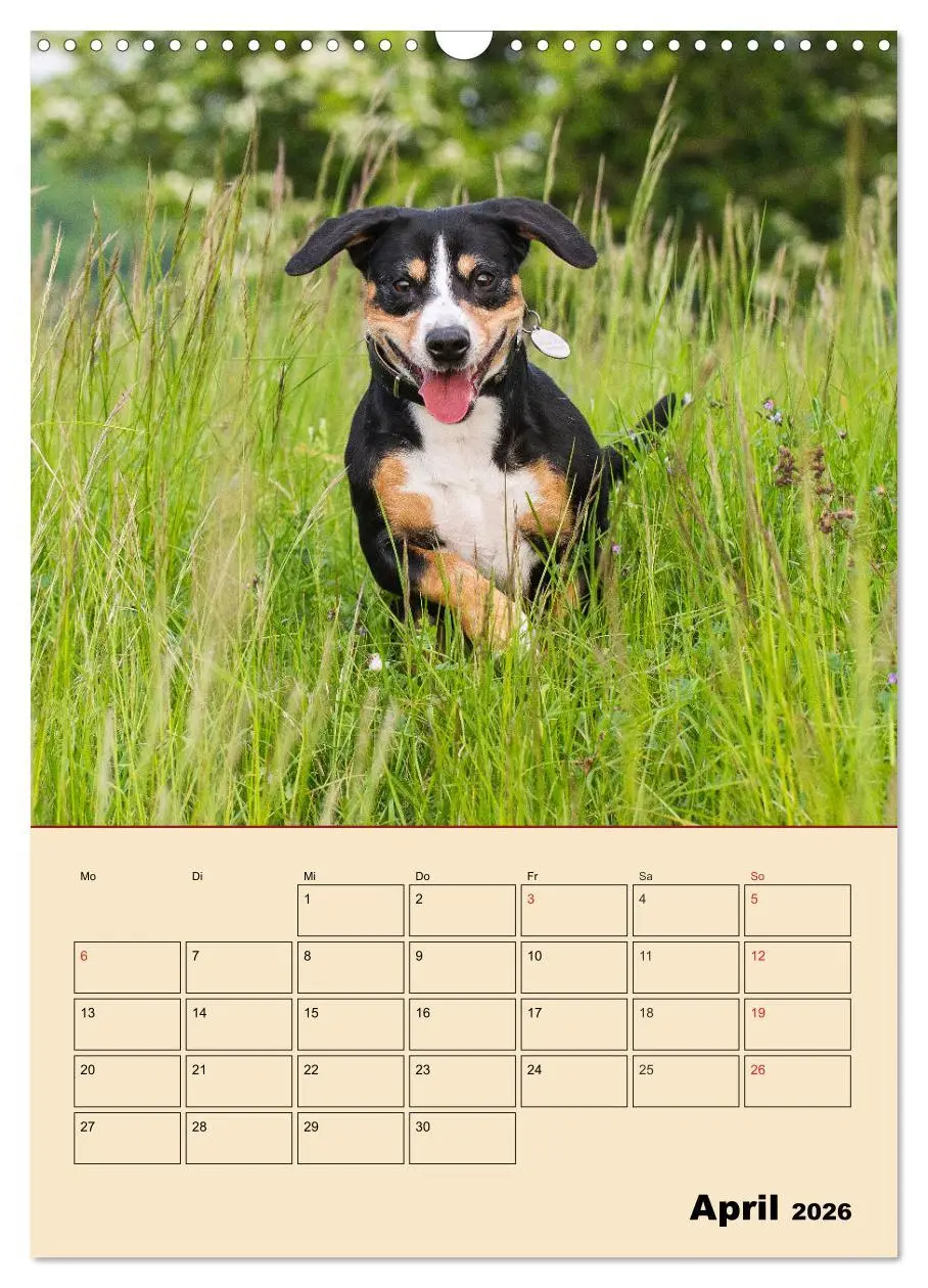Bild: 9783516387728 | Jahresplaner Entlebucher Sennenhund (Wandkalender 2026 DIN A3...