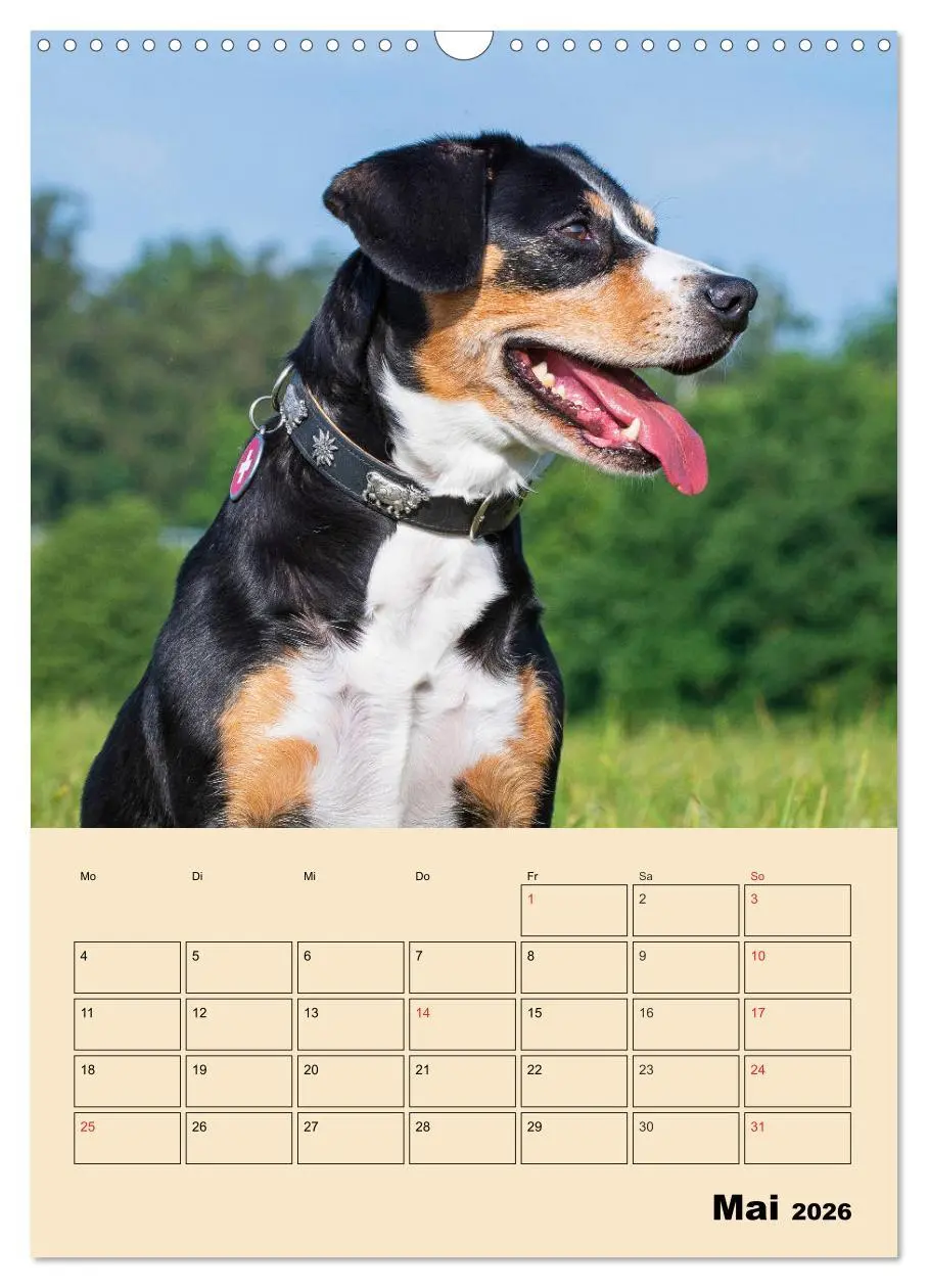 Bild: 9783516387728 | Jahresplaner Entlebucher Sennenhund (Wandkalender 2026 DIN A3...