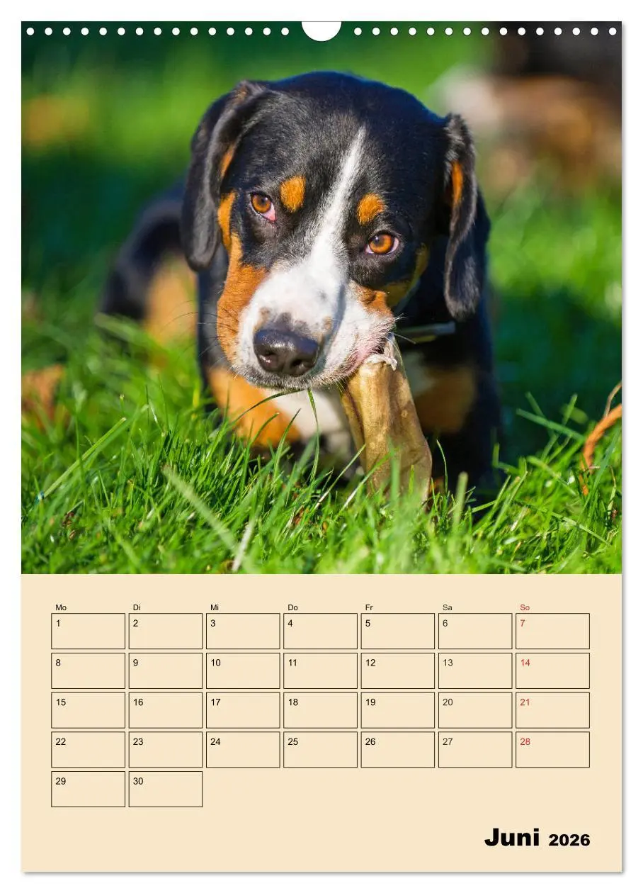 Bild: 9783516387728 | Jahresplaner Entlebucher Sennenhund (Wandkalender 2026 DIN A3...