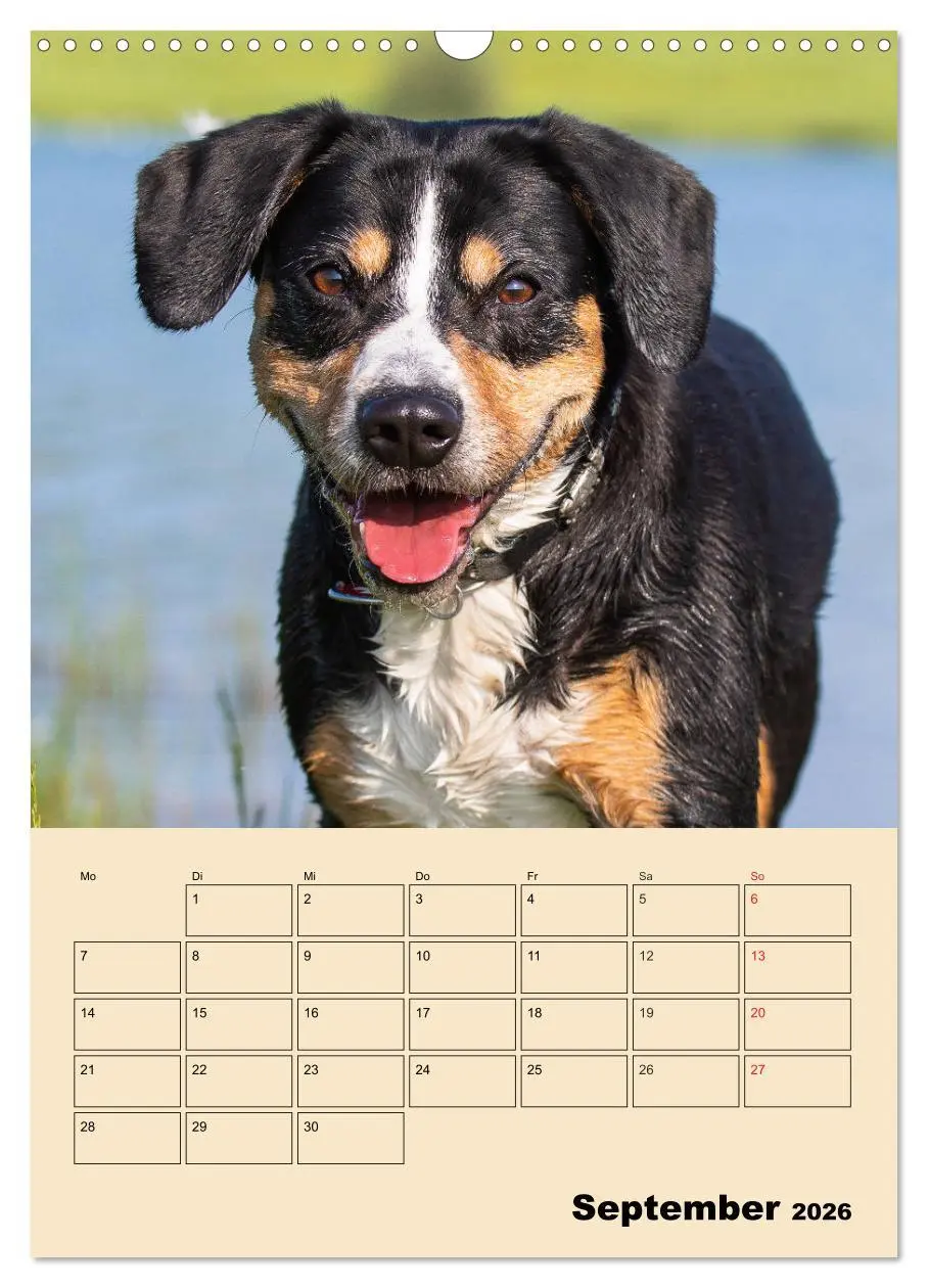 Bild: 9783516387728 | Jahresplaner Entlebucher Sennenhund (Wandkalender 2026 DIN A3...