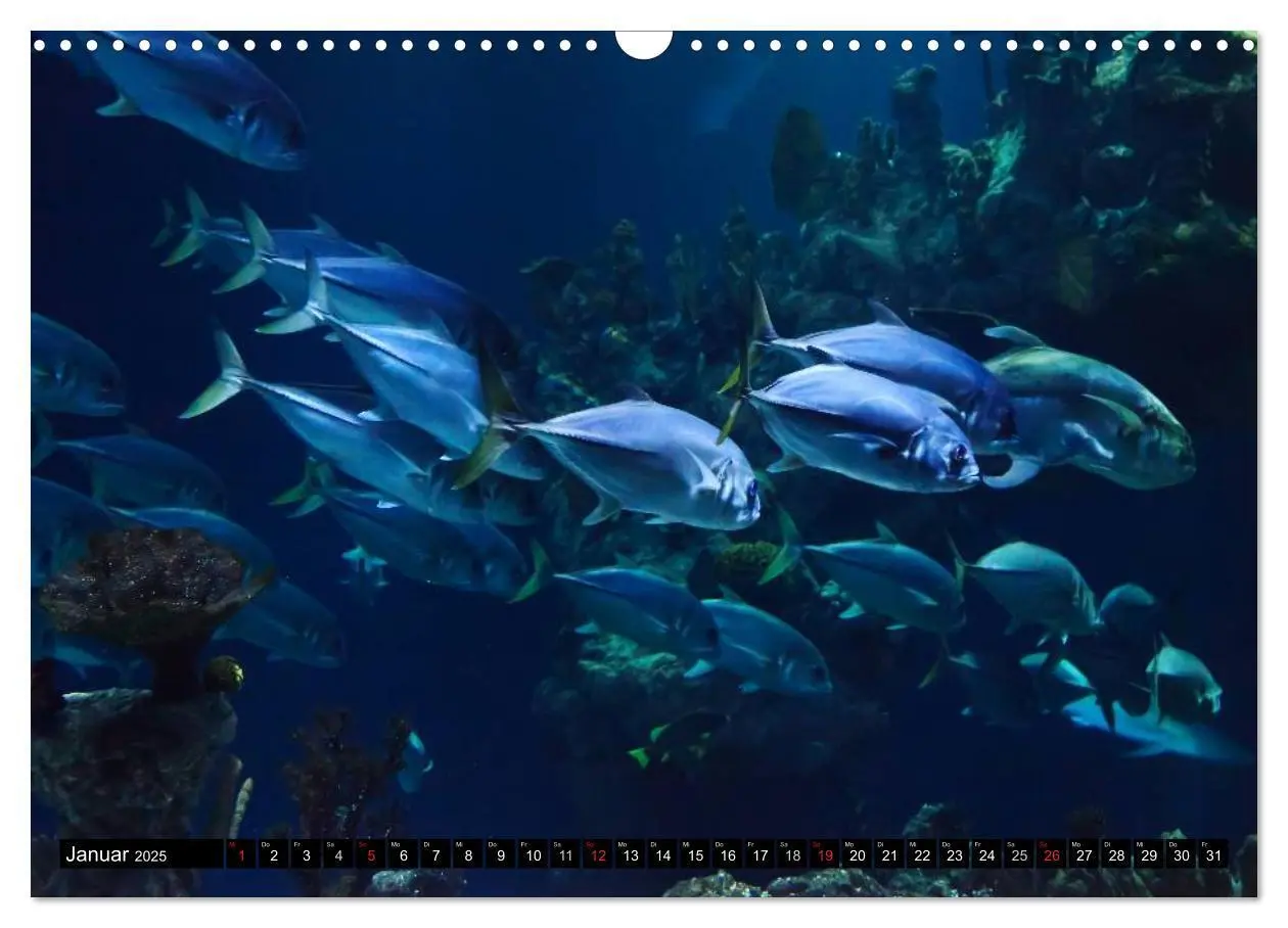 Bild: 9783435717828 | Fische und Meerestiere (Wandkalender 2025 DIN A3 quer), CALVENDO...