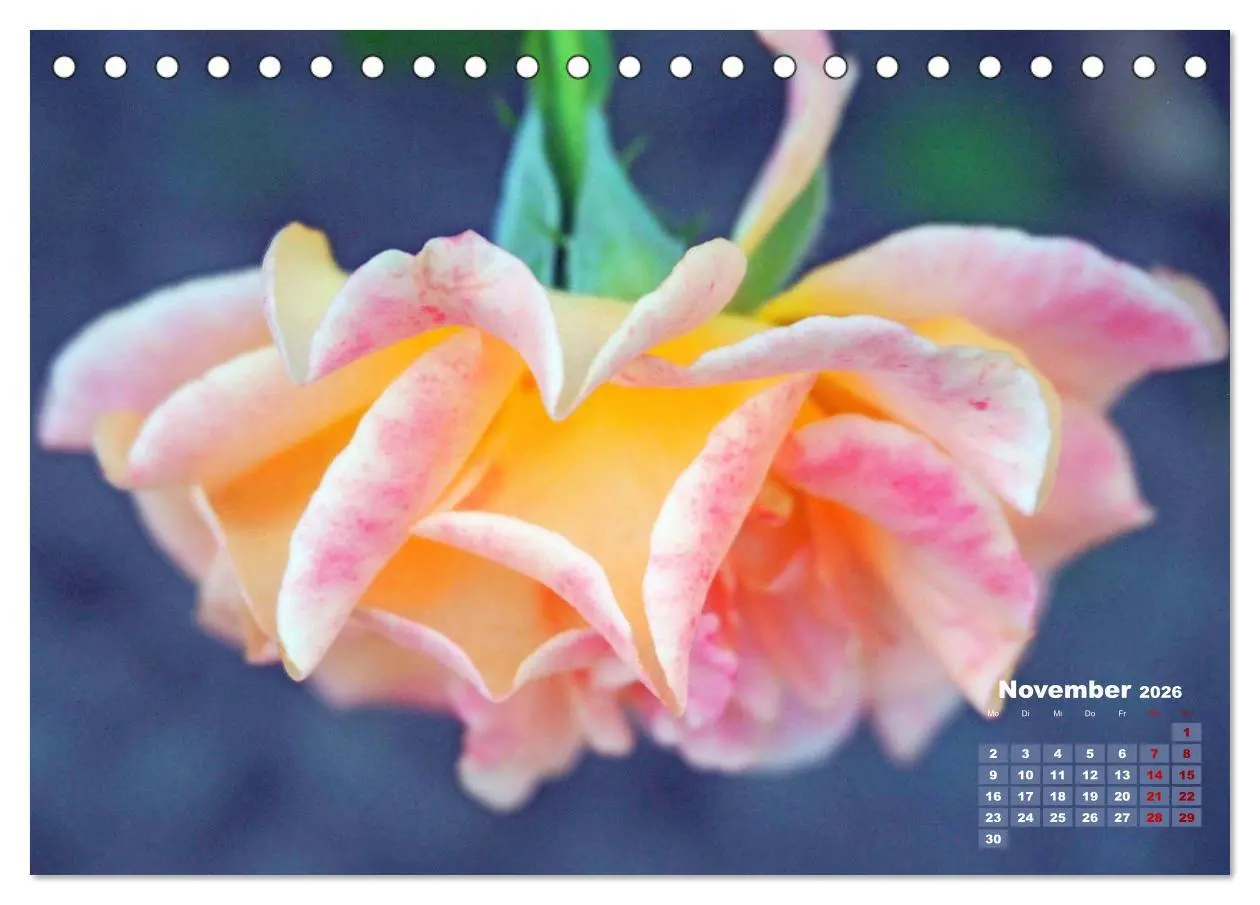 Bild: 9783457737828 | Rosen, die Königin der Blumen (Tischkalender 2026 DIN A5 quer),...