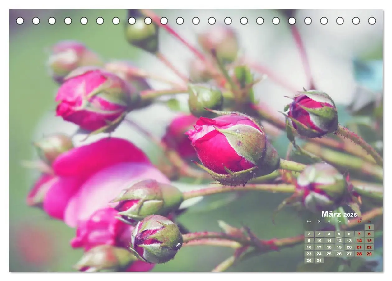 Bild: 9783457737828 | Rosen, die Königin der Blumen (Tischkalender 2026 DIN A5 quer),...