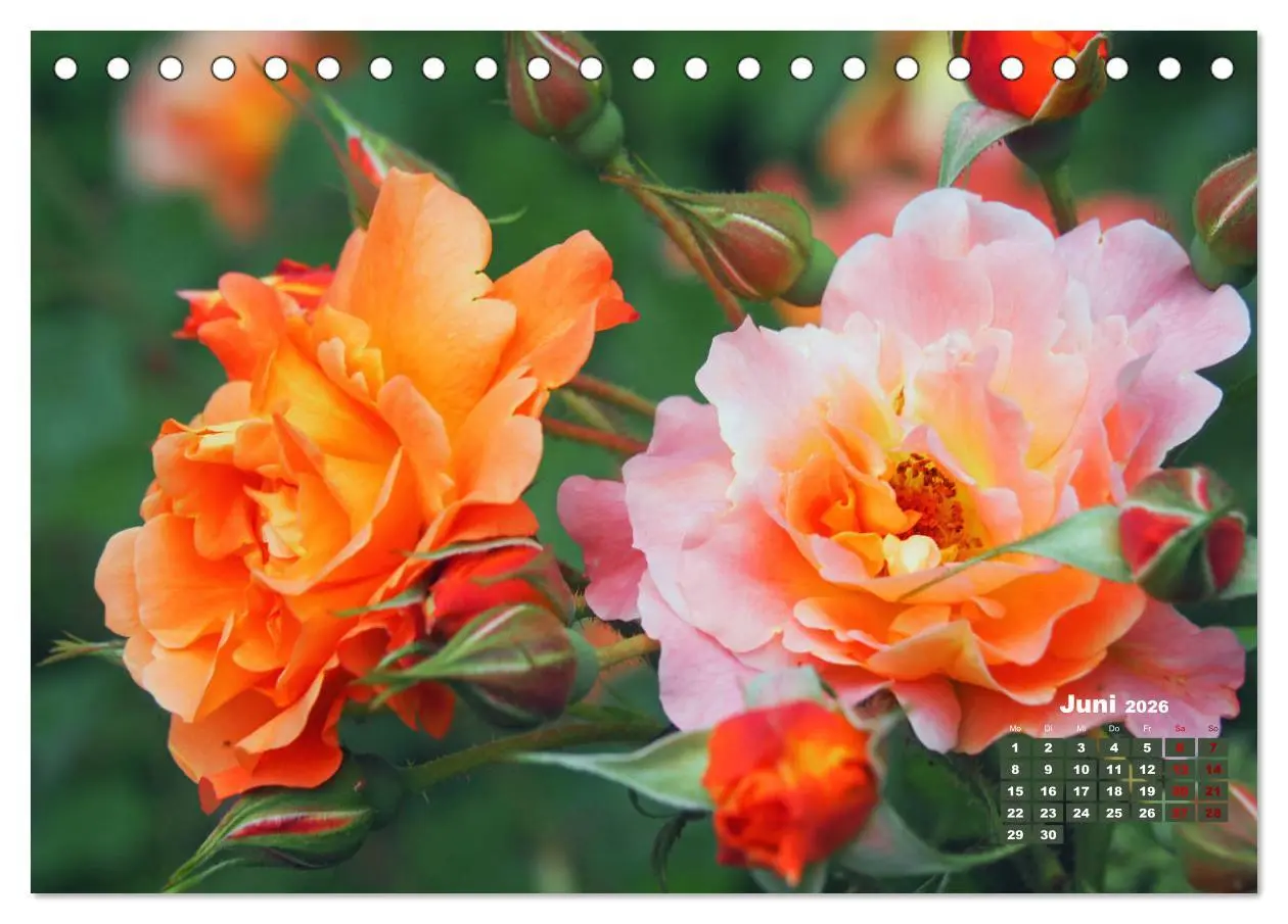 Bild: 9783457737828 | Rosen, die Königin der Blumen (Tischkalender 2026 DIN A5 quer),...