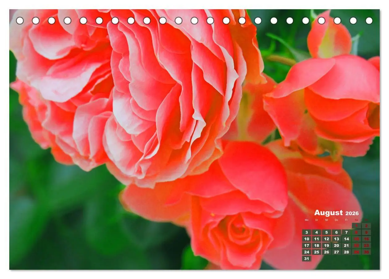 Bild: 9783457737828 | Rosen, die Königin der Blumen (Tischkalender 2026 DIN A5 quer),...