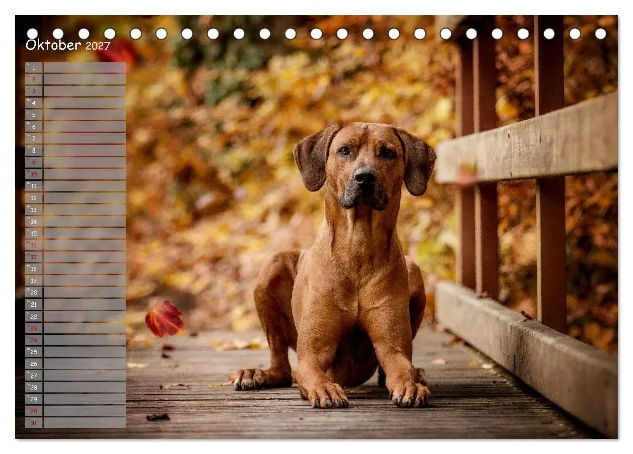 Bild: 9783569777828 | Rhodesian Ridgeback - Herzen auf vier Pfoten (Tischkalender 2027...