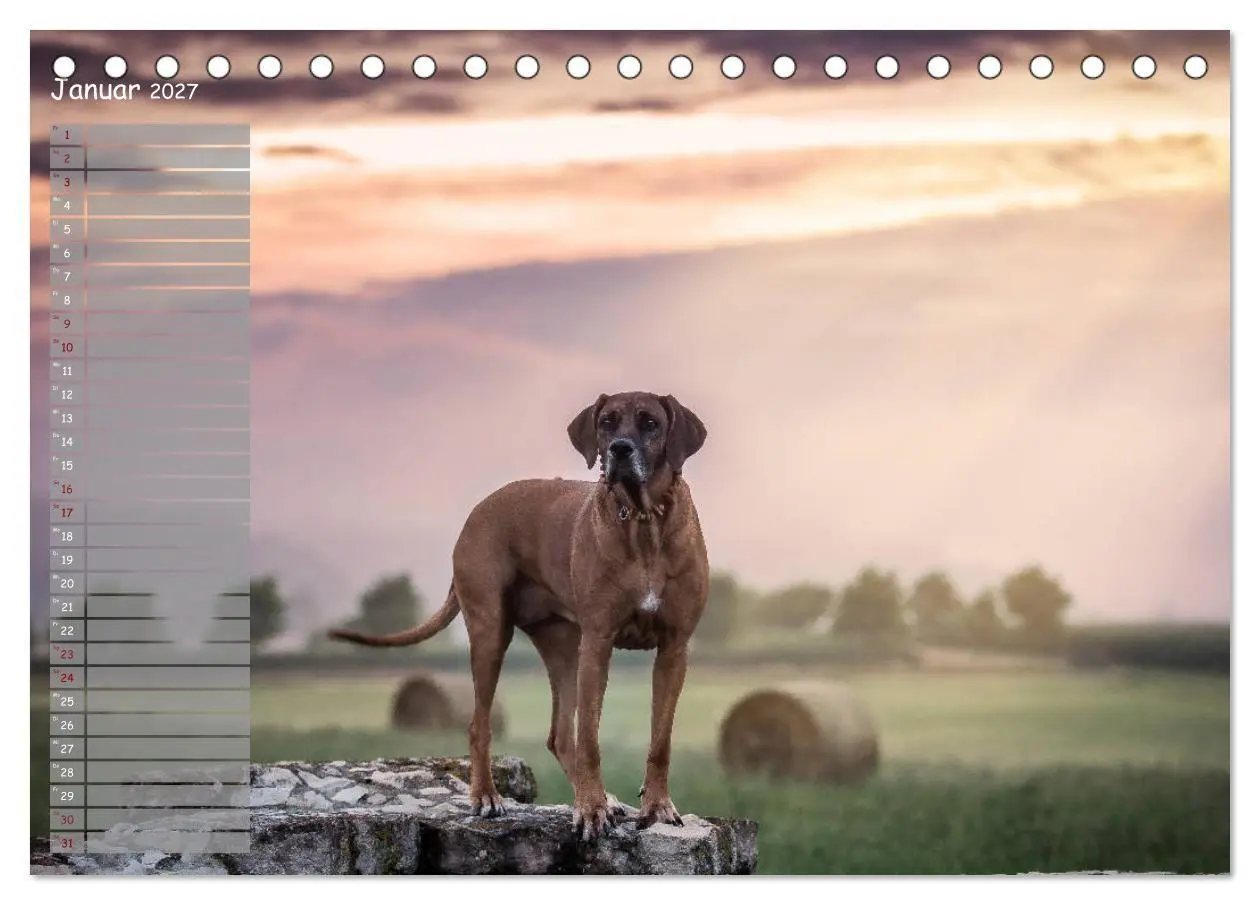 Bild: 9783569777828 | Rhodesian Ridgeback - Herzen auf vier Pfoten (Tischkalender 2027...