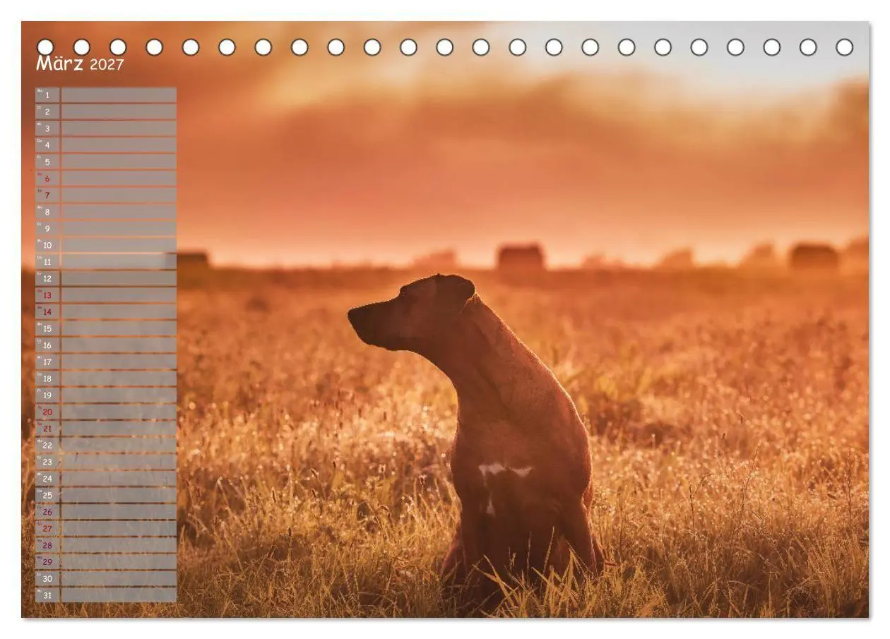 Bild: 9783569777828 | Rhodesian Ridgeback - Herzen auf vier Pfoten (Tischkalender 2027...