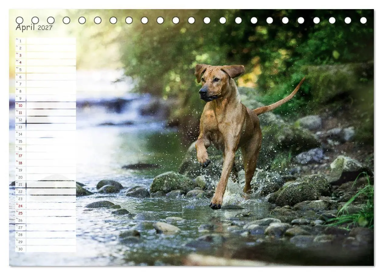 Bild: 9783569777828 | Rhodesian Ridgeback - Herzen auf vier Pfoten (Tischkalender 2027...