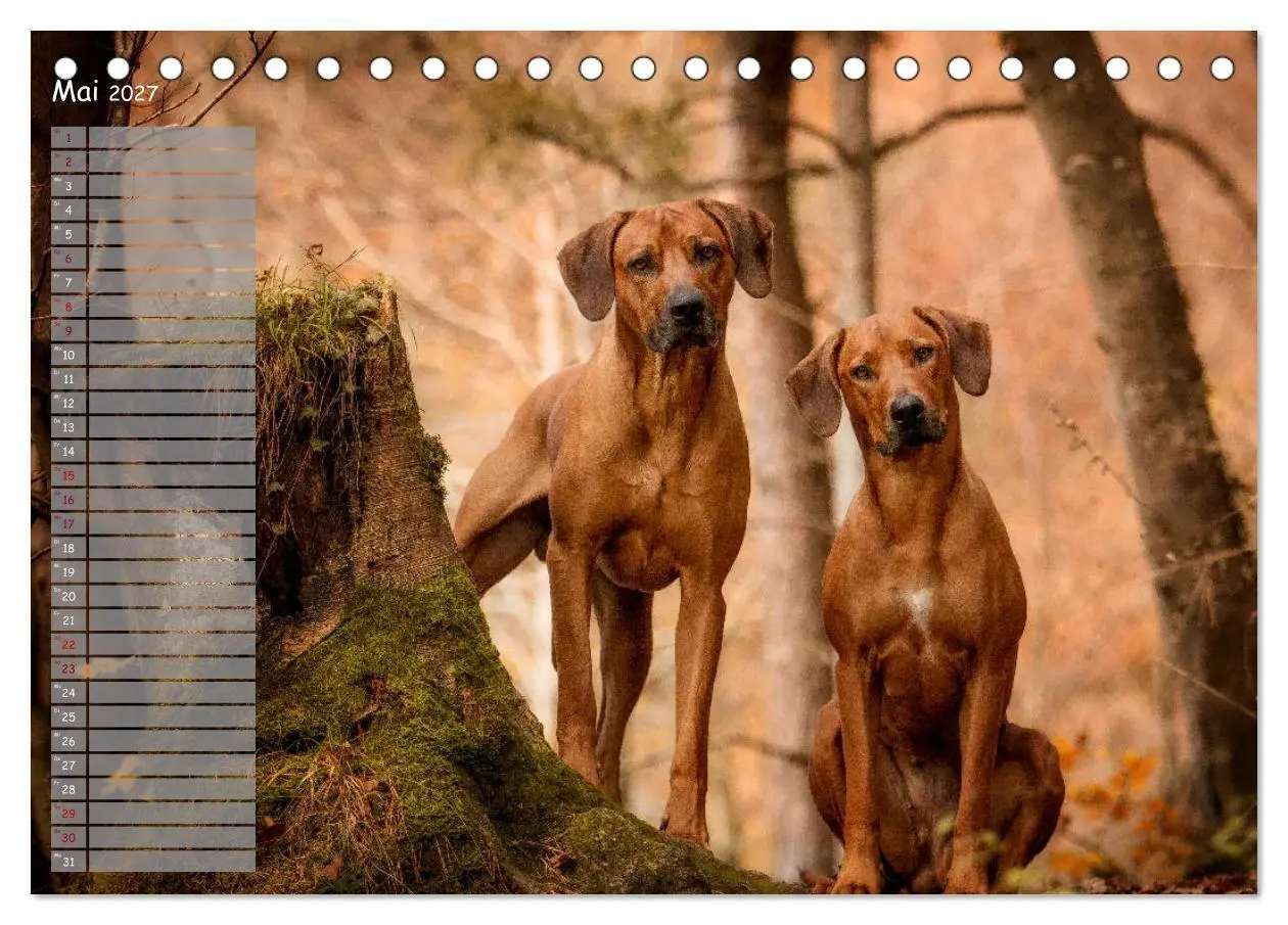 Bild: 9783569777828 | Rhodesian Ridgeback - Herzen auf vier Pfoten (Tischkalender 2027...