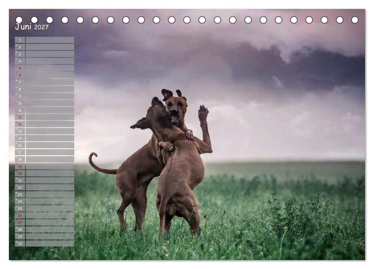 Bild: 9783569777828 | Rhodesian Ridgeback - Herzen auf vier Pfoten (Tischkalender 2027...