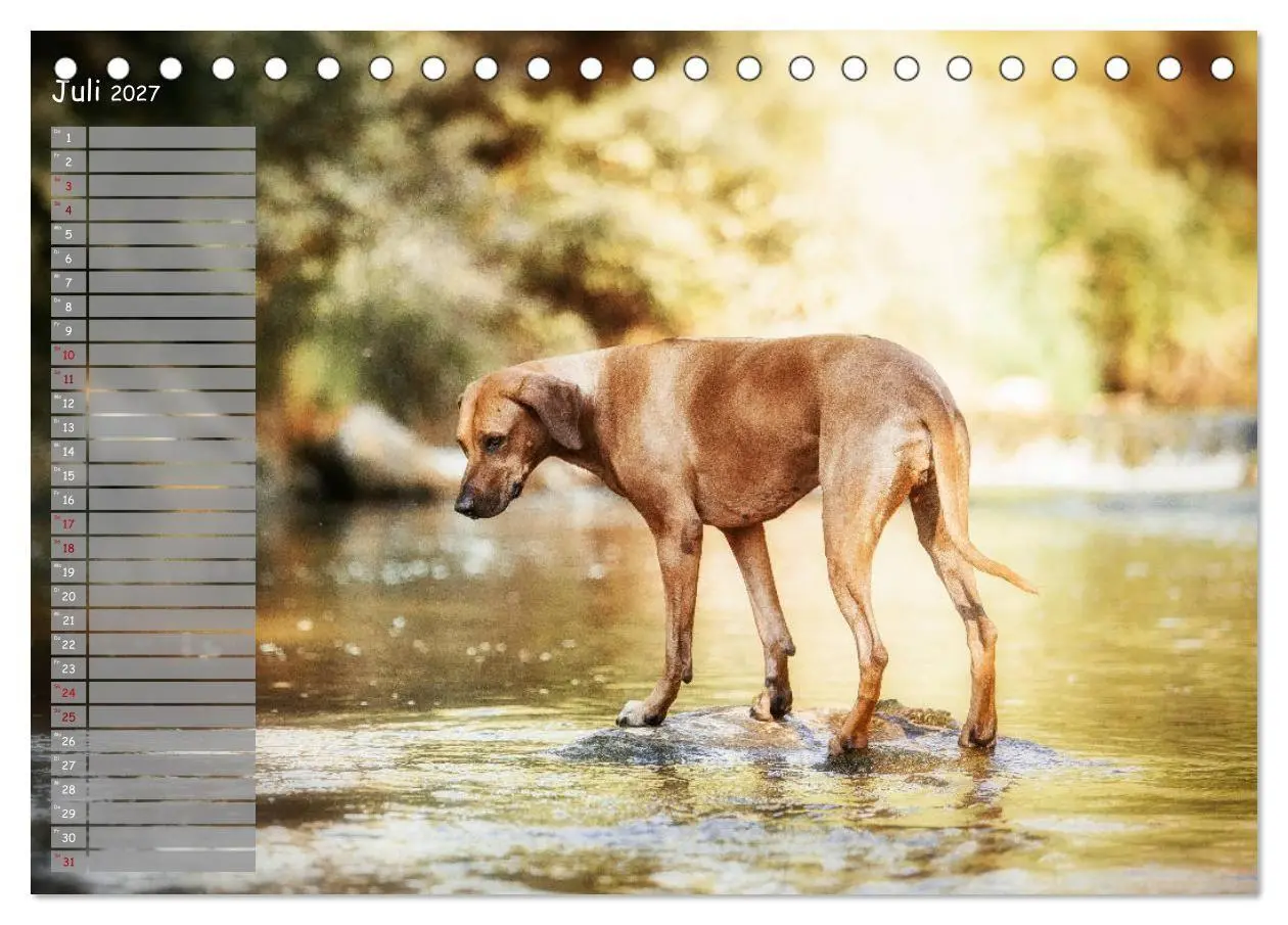 Bild: 9783569777828 | Rhodesian Ridgeback - Herzen auf vier Pfoten (Tischkalender 2027...