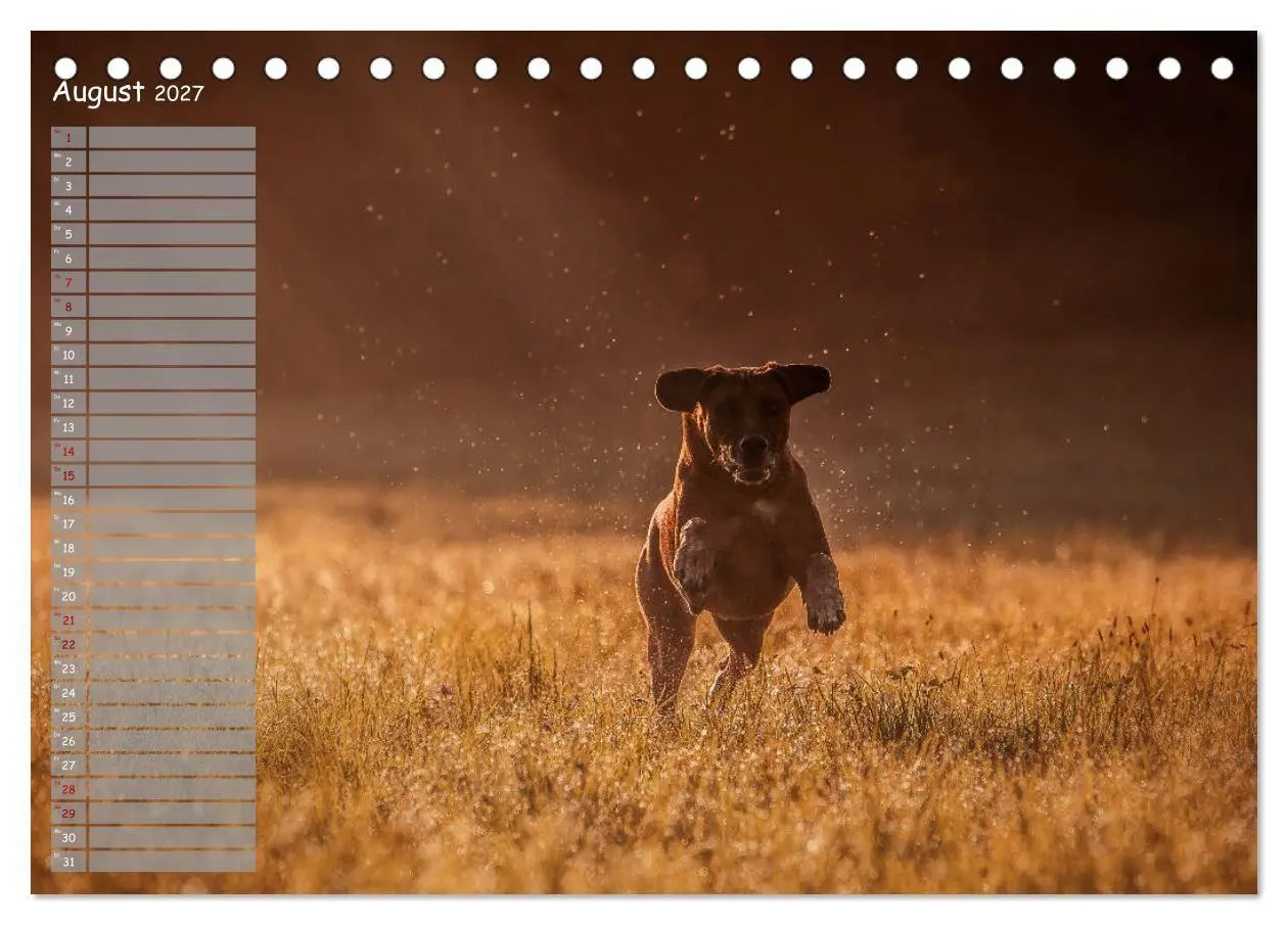 Bild: 9783569777828 | Rhodesian Ridgeback - Herzen auf vier Pfoten (Tischkalender 2027...
