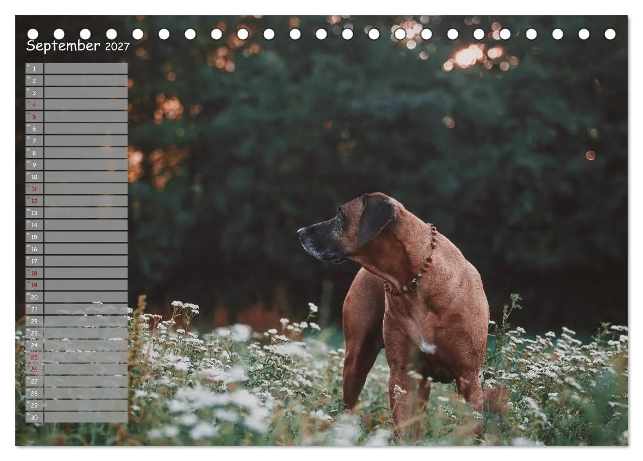 Bild: 9783569777828 | Rhodesian Ridgeback - Herzen auf vier Pfoten (Tischkalender 2027...