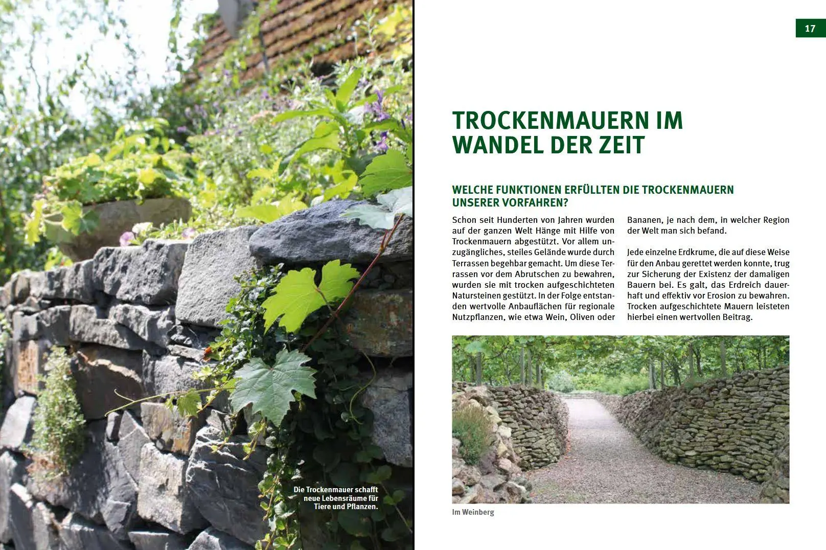 Bild: 9783702017828 | Trockenmauern | Bauanleitungen, Lebensräume &amp; Bepflanzung, Praxisbuch